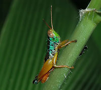Caryanda spuria - Grasshopper A fairly common sight at all locations supporting greenery.<br />
<br />
Very colourful and easy to photograph.<br />
<br />
Location is Bandung, West Java, Indonesia. Alongside a stream and paddy fields.<br />
http://www.jungledragon.com/image/38009/caryanda_spuria_-_grasshopper.html<br />
http://www.jungledragon.com/image/38007/caryanda_spuria_-_grasshopper.html Bandung,Caryanda spuria,Fall,Geotagged,Indonesia,Java,West Java,grasshopper,hopper