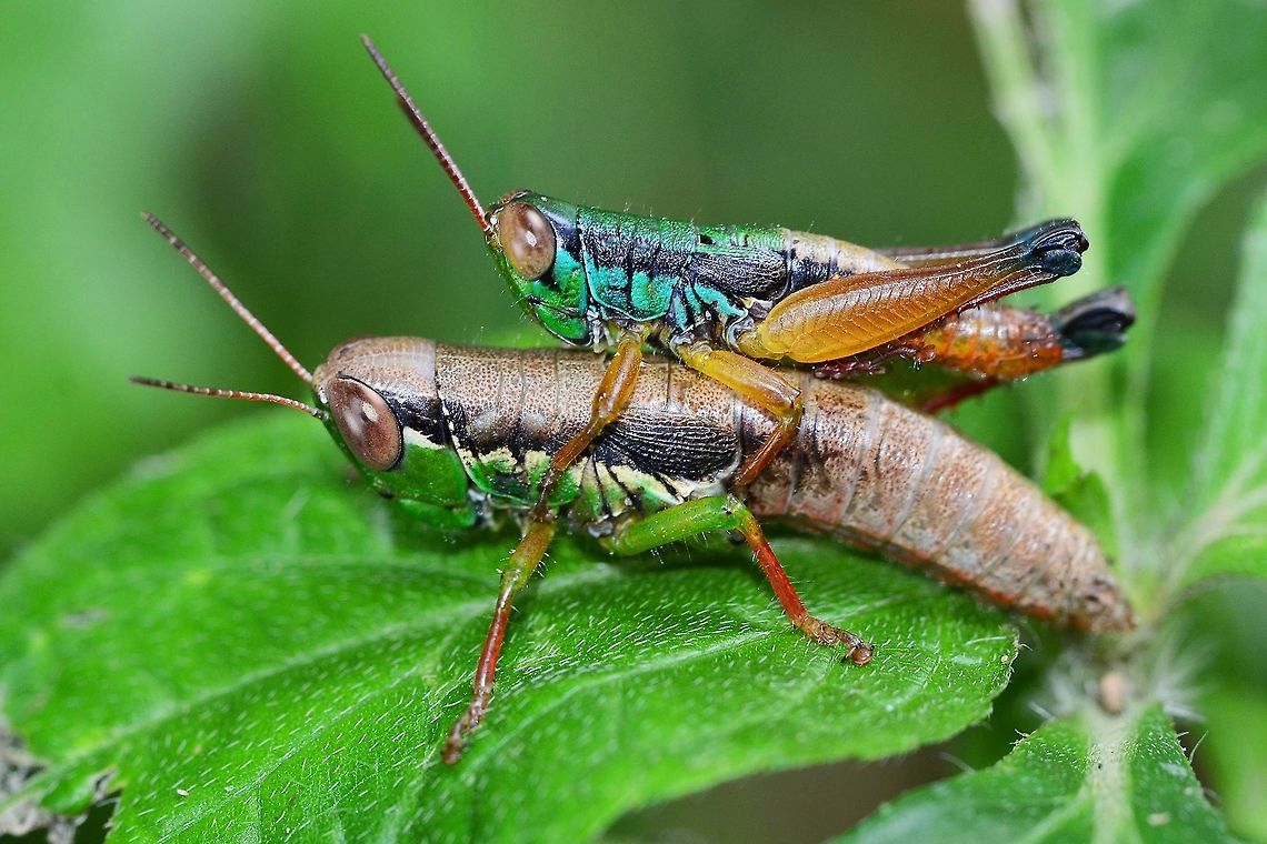 Caryanda spuria - Grasshopper Location is Bandung, West Java, Indonesia. Alongside a stream and paddy fields.<br />
<figure class="photo"><a href="https://www.jungledragon.com/image/38008/caryanda_spuria_-_grasshopper.html" title="Caryanda spuria - Grasshopper"><img src="https://s3.amazonaws.com/media.jungledragon.com/images/2784/38008_thumb.JPG?AWSAccessKeyId=05GMT0V3GWVNE7GGM1R2&Expires=1769040010&Signature=NTwgqn3FB%2B%2BV%2BLg1jRgCCqOTkuw%3D" width="200" height="180" alt="Caryanda spuria - Grasshopper A fairly common sight at all locations supporting greenery.<br />
<br />
Very colourful and easy to photograph.<br />
<br />
Location is Bandung, West Java, Indonesia. Alongside a stream and paddy fields.<br />
http://www.jungledragon.com/image/38009/caryanda_spuria_-_grasshopper.html<br />
http://www.jungledragon.com/image/38007/caryanda_spuria_-_grasshopper.html Bandung,Caryanda spuria,Fall,Geotagged,Indonesia,Java,West Java,grasshopper,hopper" /></a></figure> Bandung,Caryanda spuria,Geotagged,Indonesia,Java,Summer,West Java,grasshopper,hopper