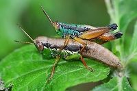 Caryanda spuria - Grasshopper Location is Bandung, West Java, Indonesia. Alongside a stream and paddy fields.<br />
http://www.jungledragon.com/image/38008/caryanda_spuria_-_grasshopper.html Bandung,Caryanda spuria,Geotagged,Indonesia,Java,Summer,West Java,grasshopper,hopper