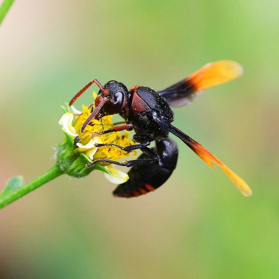 Rhynchium haemorrhoidale - potter wasp Location is Bandung, West Java, Indonesia. Alongside a stream and paddy fields.<br />
<figure class="photo"><a href="https://www.jungledragon.com/image/38011/rhynchium_haemorrhoidale_-_potter_wasp.html" title="Rhynchium haemorrhoidale - potter wasp"><img src="https://s3.amazonaws.com/media.jungledragon.com/images/2784/38011_thumb.JPG?AWSAccessKeyId=05GMT0V3GWVNE7GGM1R2&Expires=1759968010&Signature=6y8ofNOPvAAeHX1eKY%2F36h6qDNs%3D" width="200" height="200" alt="Rhynchium haemorrhoidale - potter wasp Location is Bandung, West Java, Indonesia. Alongside a stream and paddy fields.<br />
http://www.jungledragon.com/image/38010/rhynchium_haemorrhoidale_-_potter_wasp.html<br />
http://www.jungledragon.com/image/38012/rhynchium_haemorrhoidale_-_potter_wasp.html Bandung,Geotagged,Indonesia,Java,Rhynchium haemorrhoidale,West Java,Winter,potter wasp,wasp" /></a></figure> Bandung,Geotagged,Indonesia,Java,Rhynchium haemorrhoidale,Spring,West Java,potter wasp,wasp