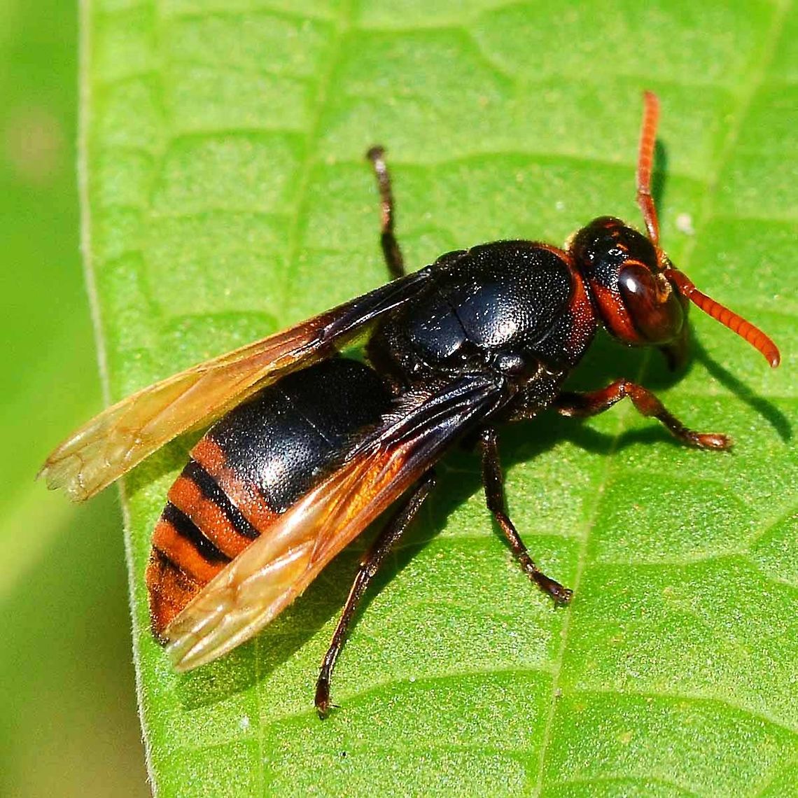 Rhynchium haemorrhoidale - potter wasp Location is Bandung, West Java, Indonesia. Alongside a stream and paddy fields.<br />
<figure class="photo"><a href="https://www.jungledragon.com/image/38010/rhynchium_haemorrhoidale_-_potter_wasp.html" title="Rhynchium haemorrhoidale - potter wasp"><img src="https://s3.amazonaws.com/media.jungledragon.com/images/2784/38010_thumb.jpg?AWSAccessKeyId=05GMT0V3GWVNE7GGM1R2&Expires=1759968010&Signature=KSYyd1lYL%2FfbNRrixJM1UNXKlZU%3D" width="200" height="200" alt="Rhynchium haemorrhoidale - potter wasp Location is Bandung, West Java, Indonesia. Alongside a stream and paddy fields.<br />
http://www.jungledragon.com/image/38011/rhynchium_haemorrhoidale_-_potter_wasp.html Bandung,Geotagged,Indonesia,Java,Rhynchium haemorrhoidale,Spring,West Java,potter wasp,wasp" /></a></figure><br />
<figure class="photo"><a href="https://www.jungledragon.com/image/38012/rhynchium_haemorrhoidale_-_potter_wasp.html" title="Rhynchium haemorrhoidale - potter wasp"><img src="https://s3.amazonaws.com/media.jungledragon.com/images/2784/38012_thumb.JPG?AWSAccessKeyId=05GMT0V3GWVNE7GGM1R2&Expires=1759968010&Signature=sCawiAcYDcAB71x%2BRt9k3w%2B4cLU%3D" width="200" height="200" alt="Rhynchium haemorrhoidale - potter wasp Just look at this gorgeous wasp. I was so transfixed on the wasp, that I did not notice the lizard standing in front. But this post is about the wasp.<br />
<br />
Location is Bandung, West Java, Indonesia. Alongside a stream and paddy fields.<br />
http://www.jungledragon.com/image/38011/rhynchium_haemorrhoidale_-_potter_wasp.html Bandung,Java,Rhynchium haemorrhoidale,West Java,potter wasp,wasp" /></a></figure> Bandung,Geotagged,Indonesia,Java,Rhynchium haemorrhoidale,West Java,Winter,potter wasp,wasp