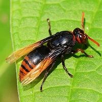 Rhynchium haemorrhoidale - potter wasp Location is Bandung, West Java, Indonesia. Alongside a stream and paddy fields.<br />
http://www.jungledragon.com/image/38010/rhynchium_haemorrhoidale_-_potter_wasp.html<br />
http://www.jungledragon.com/image/38012/rhynchium_haemorrhoidale_-_potter_wasp.html Bandung,Geotagged,Indonesia,Java,Rhynchium haemorrhoidale,West Java,Winter,potter wasp,wasp