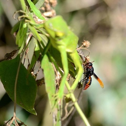 Rhynchium haemorrhoidale - potter wasp Just look at this gorgeous wasp. I was so transfixed on the wasp, that I did not notice the lizard standing in front. But this post is about the wasp.

Location is Bandung, West Java, Indonesia. Alongside a stream and paddy fields.
http://www.jungledragon.com/image/38011/rhynchium_haemorrhoidale_-_potter_wasp.html Bandung,Java,Rhynchium haemorrhoidale,West Java,potter wasp,wasp