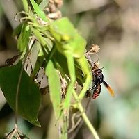Rhynchium haemorrhoidale - potter wasp Just look at this gorgeous wasp. I was so transfixed on the wasp, that I did not notice the lizard standing in front. But this post is about the wasp.<br />
<br />
Location is Bandung, West Java, Indonesia. Alongside a stream and paddy fields.<br />
http://www.jungledragon.com/image/38011/rhynchium_haemorrhoidale_-_potter_wasp.html Bandung,Java,Rhynchium haemorrhoidale,West Java,potter wasp,wasp
