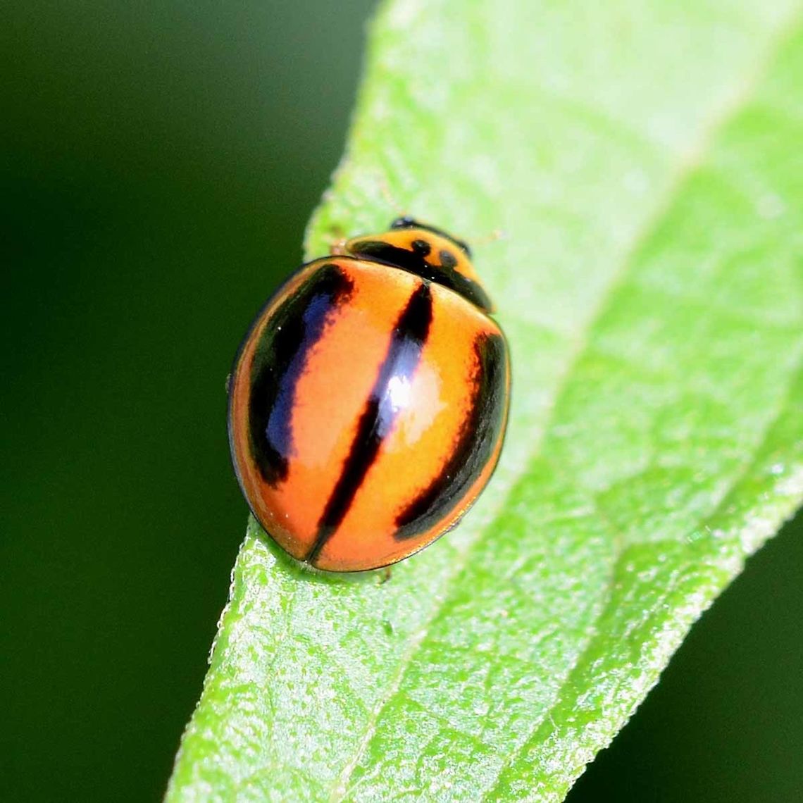 Micraspis lineata - Striped Ladybird An interesting livery. Only seen this once.<br />
<br />
Location is Bandung, West Java, Indonesia. Alongside a stream and paddy fields.<br />
 Bandung,Geotagged,Indonesia,Java,Micraspis lineata,West Java,Winter,ladybird,ladybug,striped