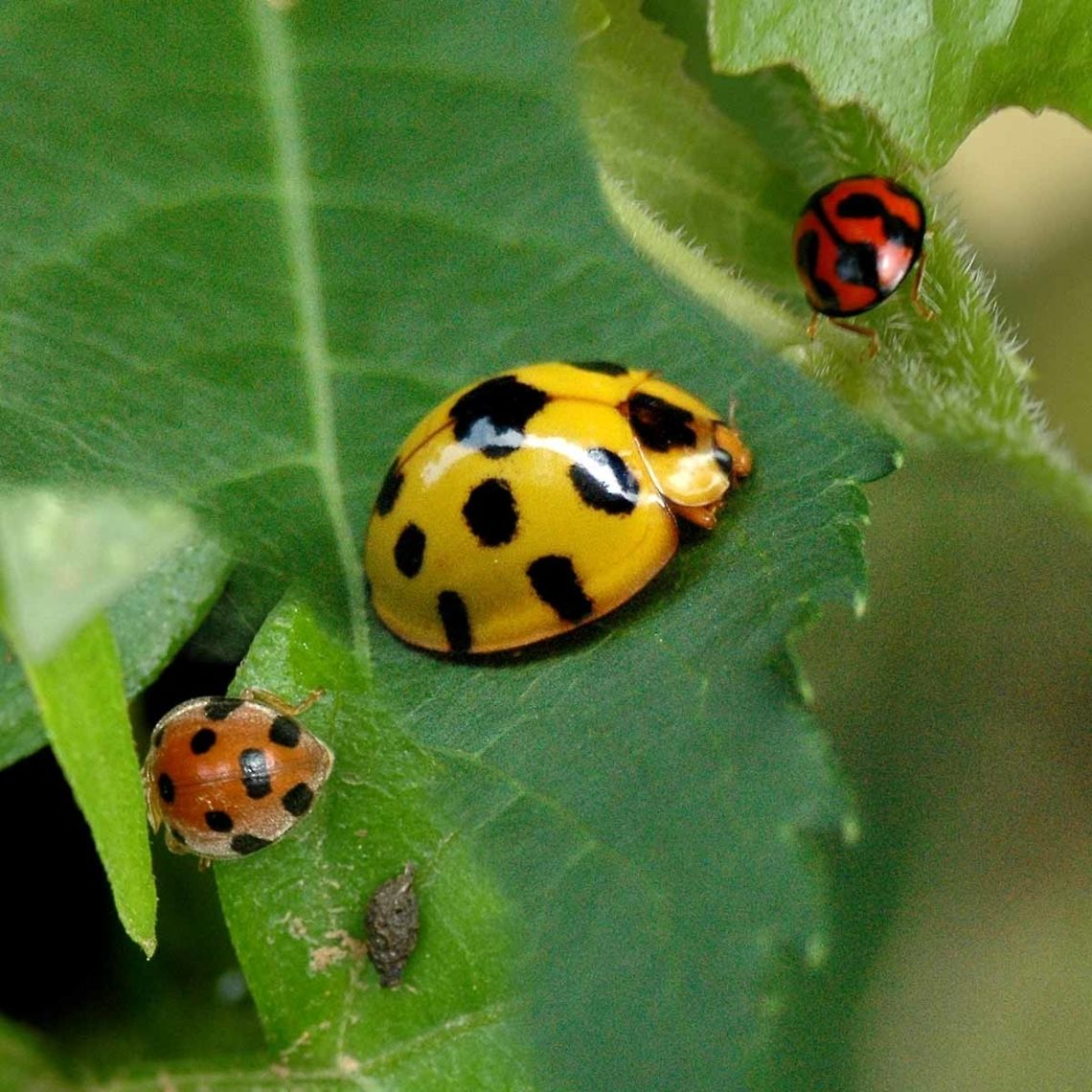 Giant Bamboo Ladybird - centre. Location is Bandung, West Java, Indonesia. Alongside a stream and paddy fields.<br />
<figure class="photo"><a href="https://www.jungledragon.com/image/38032/synonycha_grandis_-_giant_bamboo_ladybird.html" title="Synonycha grandis - Giant Bamboo Ladybird"><img src="https://s3.amazonaws.com/media.jungledragon.com/images/2784/38032_thumb.JPG?AWSAccessKeyId=05GMT0V3GWVNE7GGM1R2&Expires=1759968010&Signature=l%2FP4ro9OpTh0CzIU9mO5Jh7bcyU%3D" width="200" height="200" alt="Synonycha grandis - Giant Bamboo Ladybird This is a large ladybird, I have included a comparison image for demonstration.<br />
<br />
Location is Bandung, West Java, Indonesia. Alongside a stream and paddy fields.<br />
http://www.jungledragon.com/image/38030/giant_bamboo_ladybird_-_centre.html<br />
http://www.jungledragon.com/image/38031/synonycha_grandis_-_giant_bamboo_ladybird.html<br />
http://www.jungledragon.com/image/38033/synonycha_grandis_-_giant_bamboo_ladybird.html Bandung,Geotagged,Giant bamboo ladybird,Indonesia,Java,Spring,Synonycha grandis,West Java,ladybird,ladybug" /></a></figure> Bandung,Coelophora inaequalis,Diekeana alternans,Fall,Geotagged,Giant bamboo ladybird,Indonesia,Java,Synonycha grandis,West Java,ladybird,ladybug
