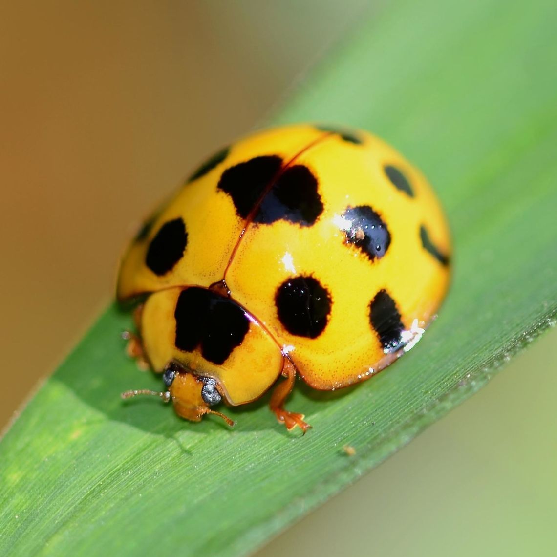 Synonycha grandis - Giant Bamboo Ladybird Location is Bandung, West Java, Indonesia. Alongside a stream and paddy fields.<br />
<figure class="photo"><a href="https://www.jungledragon.com/image/38032/synonycha_grandis_-_giant_bamboo_ladybird.html" title="Synonycha grandis - Giant Bamboo Ladybird"><img src="https://s3.amazonaws.com/media.jungledragon.com/images/2784/38032_thumb.JPG?AWSAccessKeyId=05GMT0V3GWVNE7GGM1R2&Expires=1759968010&Signature=l%2FP4ro9OpTh0CzIU9mO5Jh7bcyU%3D" width="200" height="200" alt="Synonycha grandis - Giant Bamboo Ladybird This is a large ladybird, I have included a comparison image for demonstration.<br />
<br />
Location is Bandung, West Java, Indonesia. Alongside a stream and paddy fields.<br />
http://www.jungledragon.com/image/38030/giant_bamboo_ladybird_-_centre.html<br />
http://www.jungledragon.com/image/38031/synonycha_grandis_-_giant_bamboo_ladybird.html<br />
http://www.jungledragon.com/image/38033/synonycha_grandis_-_giant_bamboo_ladybird.html Bandung,Geotagged,Giant bamboo ladybird,Indonesia,Java,Spring,Synonycha grandis,West Java,ladybird,ladybug" /></a></figure> Bandung,Fall,Geotagged,Giant bamboo ladybird,Indonesia,Java,Synonycha grandis,West Java,ladybird,ladybug