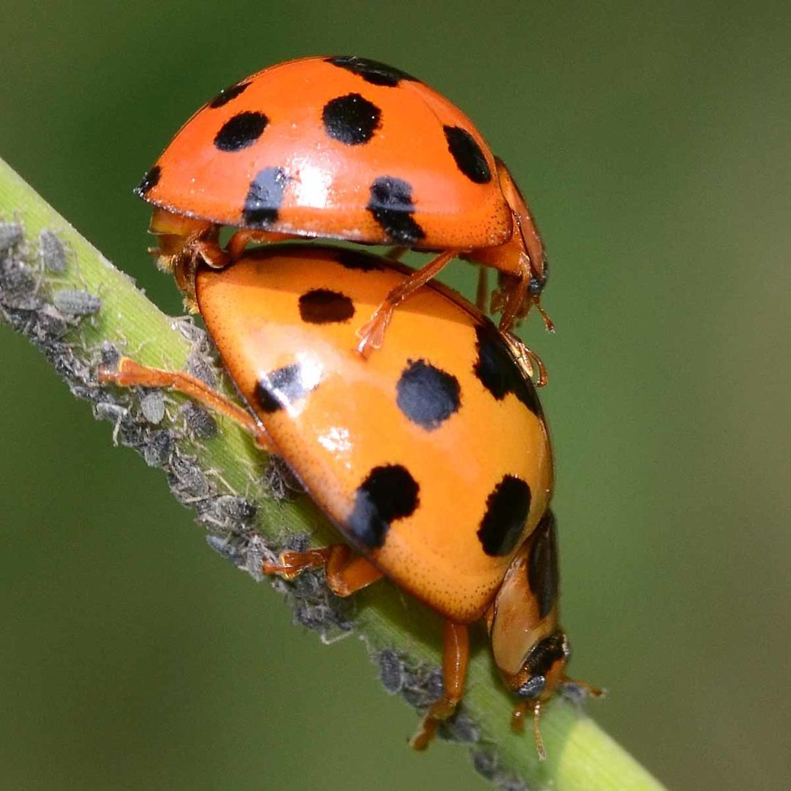 Synonycha grandis - Giant Bamboo Ladybird This is a large ladybird, I have included a comparison image for demonstration.<br />
<br />
Location is Bandung, West Java, Indonesia. Alongside a stream and paddy fields.<br />
<figure class="photo"><a href="https://www.jungledragon.com/image/38030/giant_bamboo_ladybird_-_centre.html" title="Giant Bamboo Ladybird - centre."><img src="https://s3.amazonaws.com/media.jungledragon.com/images/2784/38030_thumb.JPG?AWSAccessKeyId=05GMT0V3GWVNE7GGM1R2&Expires=1763596810&Signature=B1jCY%2FmKR38CkjRqmJmq6zo6mH8%3D" width="200" height="200" alt="Giant Bamboo Ladybird - centre. Location is Bandung, West Java, Indonesia. Alongside a stream and paddy fields.<br />
http://www.jungledragon.com/image/38032/synonycha_grandis_-_giant_bamboo_ladybird.html Bandung,Coelophora inaequalis,Diekeana alternans,Fall,Geotagged,Giant bamboo ladybird,Indonesia,Java,Synonycha grandis,West Java,ladybird,ladybug" /></a></figure><br />
<figure class="photo"><a href="https://www.jungledragon.com/image/38031/synonycha_grandis_-_giant_bamboo_ladybird.html" title="Synonycha grandis - Giant Bamboo Ladybird"><img src="https://s3.amazonaws.com/media.jungledragon.com/images/2784/38031_thumb.jpg?AWSAccessKeyId=05GMT0V3GWVNE7GGM1R2&Expires=1763596810&Signature=F3sYeqNQ%2B%2FL5ME9vR5akLJVbZGk%3D" width="200" height="200" alt="Synonycha grandis - Giant Bamboo Ladybird Location is Bandung, West Java, Indonesia. Alongside a stream and paddy fields.<br />
http://www.jungledragon.com/image/38032/synonycha_grandis_-_giant_bamboo_ladybird.html Bandung,Fall,Geotagged,Giant bamboo ladybird,Indonesia,Java,Synonycha grandis,West Java,ladybird,ladybug" /></a></figure><br />
<figure class="photo"><a href="https://www.jungledragon.com/image/38033/synonycha_grandis_-_giant_bamboo_ladybird.html" title="Synonycha grandis - Giant Bamboo Ladybird"><img src="https://s3.amazonaws.com/media.jungledragon.com/images/2784/38033_thumb.JPG?AWSAccessKeyId=05GMT0V3GWVNE7GGM1R2&Expires=1763596810&Signature=jlVdR0CywYYwIrSF%2BXWegWKjrg0%3D" width="200" height="200" alt="Synonycha grandis - Giant Bamboo Ladybird Location is Bandung, West Java, Indonesia. Alongside a stream and paddy fields.<br />
http://www.jungledragon.com/image/38032/synonycha_grandis_-_giant_bamboo_ladybird.html Bandung,Geotagged,Giant bamboo ladybird,Indonesia,Java,Spring,Synonycha grandis,West Java,ladybird,ladybug" /></a></figure> Bandung,Geotagged,Giant bamboo ladybird,Indonesia,Java,Spring,Synonycha grandis,West Java,ladybird,ladybug