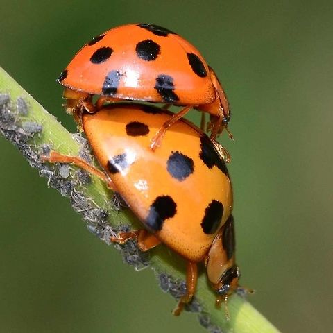 Synonycha grandis - Giant Bamboo Ladybird This is a large ladybird, I have included a comparison image for demonstration.

Location is Bandung, West Java, Indonesia. Alongside a stream and paddy fields.
http://www.jungledragon.com/image/38030/giant_bamboo_ladybird_-_centre.html
http://www.jungledragon.com/image/38031/synonycha_grandis_-_giant_bamboo_ladybird.html
http://www.jungledragon.com/image/38033/synonycha_grandis_-_giant_bamboo_ladybird.html Bandung,Geotagged,Giant bamboo ladybird,Indonesia,Java,Spring,Synonycha grandis,West Java,ladybird,ladybug