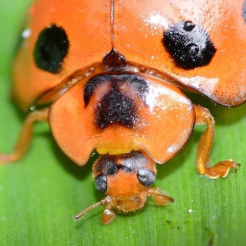 Synonycha grandis - Giant Bamboo Ladybird Location is Bandung, West Java, Indonesia. Alongside a stream and paddy fields.
http://www.jungledragon.com/image/38032/synonycha_grandis_-_giant_bamboo_ladybird.html Bandung,Geotagged,Giant bamboo ladybird,Indonesia,Java,Spring,Synonycha grandis,West Java,ladybird,ladybug