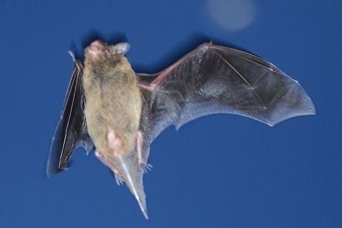 Pipistrellus javanicus - Java Pipistrelle When staying with the inlaws at the Kampung, I heard a lot of scratching in the roof of the porch. At first I thought rats, but all was revealed as the sun went down and the bats took to the air. By the time I had primed my camera, the event was over. An in-flight shot of a bat has to be one of the most difficult challenges, but that is what I wanted.

Next day I was ready, but the bats were not coming out of the same hole, and it was all too fast.

Next day, I had a plan; tripod, select a hole and pre-focus. Still the action was too fast. By now, the locals were calling me &lsquo;Laki-laki kelelawar&rsquo;, batman. They thought photographing bugs was daft, this one had them giggling.

Next day, before the crack of dawn, I was up for my next attempt. I figured that the bats have to return to roost. I will be able to see them and time my shot. I first tried freehand shooting, but I could see nothing in the poor light through the viewfinder, so had to shoot from the hip. The whole thing is done in a couple of minutes, so you only get to try one idea per day.

Next day, a fresh plan. By now, I had lots of observations in my play book. The bats circle around a few loops. They perform a few practice landings, bailing last split second. When they come in for the landing, they stall just before the hole. This is the best opportunity for a shot. So tripod, pre-focus, remote trigger and armchair.

This was the best I got, and my visit was over, but I will be back.

Location is Ciranjang, West Java, Indonesia. Porch roof. Ciranjang,Eastern pipistrelle,Geotagged,Indonesia,Java,Java Pipistrelle,Pipistrellus javanicus,West Java,Winter,bat