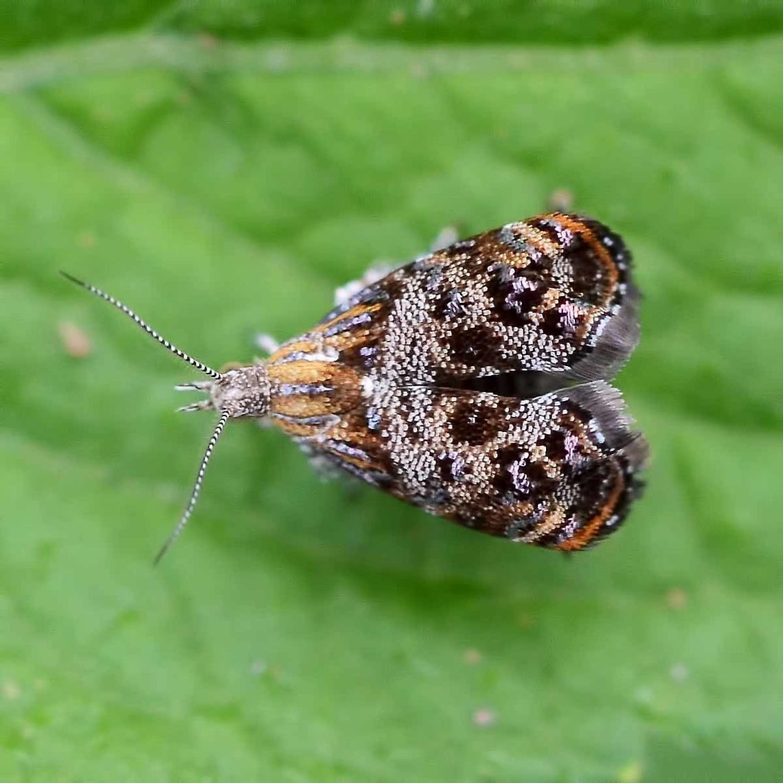 Tebenna micalis - metalmark moth This is a very small moth, around 5mm to 7mm in length, at a guess.<br />
<br />
Fairly easy to approach, but due to its size, extremely difficult to get a decent, sharp shot, due to the very small macro depth of field.<br />
<br />
Location is Bandung, West Java, Indonesia. Alongside a stream and paddy fields.<br />
<figure class="photo"><a href="https://www.jungledragon.com/image/38037/tebenna_micalis_-_metalmark_moth.html" title="Tebenna micalis - metalmark moth"><img src="https://s3.amazonaws.com/media.jungledragon.com/images/2784/38037_thumb.JPG?AWSAccessKeyId=05GMT0V3GWVNE7GGM1R2&Expires=1759968010&Signature=CiEuvcd2aILY7eZ33IVukpvkx60%3D" width="200" height="200" alt="Tebenna micalis - metalmark moth Location is Bandung, West Java, Indonesia. Alongside a stream and paddy fields.<br />
http://www.jungledragon.com/image/38036/tebenna_micalis_-_metalmark_moth.html Bandung,Geotagged,Indonesia,Java,Tebenna micalis,West Java,Winter,metalmark,moth" /></a></figure> Bandung,Geotagged,Indonesia,Java,Tebenna micalis,West Java,Winter,metalmark,moth