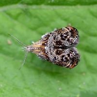 Tebenna micalis - metalmark moth This is a very small moth, around 5mm to 7mm in length, at a guess.<br />
<br />
Fairly easy to approach, but due to its size, extremely difficult to get a decent, sharp shot, due to the very small macro depth of field.<br />
<br />
Location is Bandung, West Java, Indonesia. Alongside a stream and paddy fields.<br />
http://www.jungledragon.com/image/38037/tebenna_micalis_-_metalmark_moth.html Bandung,Geotagged,Indonesia,Java,Tebenna micalis,West Java,Winter,metalmark,moth