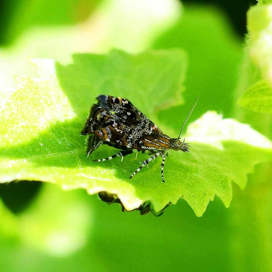 Tebenna micalis - metalmark moth Location is Bandung, West Java, Indonesia. Alongside a stream and paddy fields.<br />
<figure class="photo"><a href="https://www.jungledragon.com/image/38036/tebenna_micalis_-_metalmark_moth.html" title="Tebenna micalis - metalmark moth"><img src="https://s3.amazonaws.com/media.jungledragon.com/images/2784/38036_thumb.JPG?AWSAccessKeyId=05GMT0V3GWVNE7GGM1R2&Expires=1770854410&Signature=cAu6%2BASaEFSRbrG80itvsMHotpY%3D" width="200" height="200" alt="Tebenna micalis - metalmark moth This is a very small moth, around 5mm to 7mm in length, at a guess.<br />
<br />
Fairly easy to approach, but due to its size, extremely difficult to get a decent, sharp shot, due to the very small macro depth of field.<br />
<br />
Location is Bandung, West Java, Indonesia. Alongside a stream and paddy fields.<br />
http://www.jungledragon.com/image/38037/tebenna_micalis_-_metalmark_moth.html Bandung,Geotagged,Indonesia,Java,Tebenna micalis,West Java,Winter,metalmark,moth" /></a></figure> Bandung,Geotagged,Indonesia,Java,Tebenna micalis,West Java,Winter,metalmark,moth