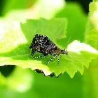 Tebenna micalis - metalmark moth Location is Bandung, West Java, Indonesia. Alongside a stream and paddy fields.<br />
http://www.jungledragon.com/image/38036/tebenna_micalis_-_metalmark_moth.html Bandung,Geotagged,Indonesia,Java,Tebenna micalis,West Java,Winter,metalmark,moth