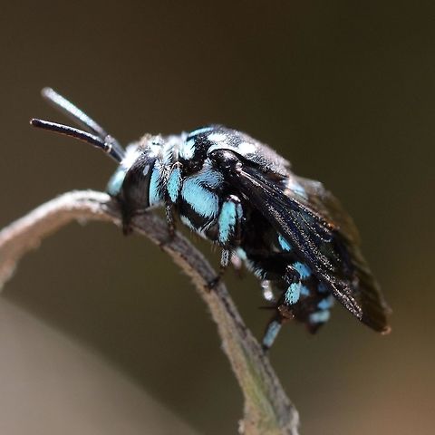 Thyreus Nitidulus - Neon Cuckoo Bee Location is Bandung, West Java, Indonesia. Alongside a stream and paddy fields.
http://www.jungledragon.com/image/38053/thyreus_nitidulus_-_neon_cuckoo_bee.html Bandung,Geotagged,Indonesia,Java,Thyreus nitidulus,West Java,Winter,bee,cuckoo bee,neon