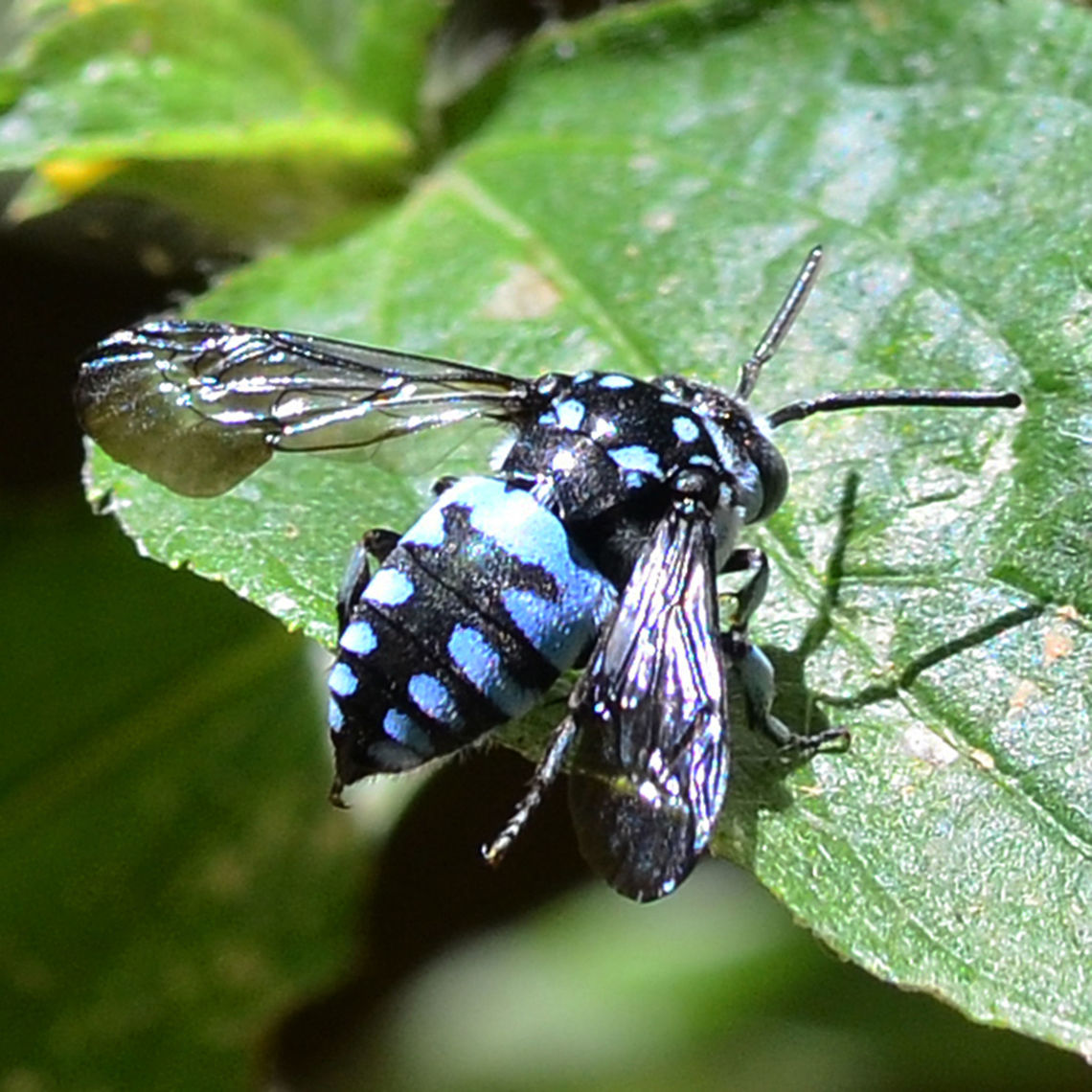 Thyreus Nitidulus - Neon Cuckoo Bee As the name suggests, this bee prefers to unload its offspring in another bee&rsquo;s nest. The target is the blue banded bee, Amegilla species.<br />
<br />
Location is Bandung, West Java, Indonesia. Alongside a stream and paddy fields.<br />
<figure class="photo"><a href="https://www.jungledragon.com/image/38052/thyreus_nitidulus_-_neon_cuckoo_bee.html" title="Thyreus Nitidulus - Neon Cuckoo Bee"><img src="https://s3.amazonaws.com/media.jungledragon.com/images/2784/38052_thumb.jpg?AWSAccessKeyId=05GMT0V3GWVNE7GGM1R2&Expires=1769040010&Signature=3buzzc0LEo5f9CehLLj18LVYQ60%3D" width="200" height="200" alt="Thyreus Nitidulus - Neon Cuckoo Bee Location is Bandung, West Java, Indonesia. Alongside a stream and paddy fields.<br />
http://www.jungledragon.com/image/38053/thyreus_nitidulus_-_neon_cuckoo_bee.html Bandung,Geotagged,Indonesia,Java,Thyreus nitidulus,West Java,Winter,bee,cuckoo bee,neon" /></a></figure><br />
<figure class="photo"><a href="https://www.jungledragon.com/image/38051/thyreus_nitidulus_-_neon_cuckoo_bee.html" title="Thyreus Nitidulus - Neon Cuckoo Bee"><img src="https://s3.amazonaws.com/media.jungledragon.com/images/2784/38051_thumb.jpg?AWSAccessKeyId=05GMT0V3GWVNE7GGM1R2&Expires=1769040010&Signature=gC6LYQlg8M7dhMaQZncomHWETMU%3D" width="200" height="200" alt="Thyreus Nitidulus - Neon Cuckoo Bee Location is Bandung, West Java, Indonesia. Alongside a stream and paddy fields.<br />
http://www.jungledragon.com/image/38053/thyreus_nitidulus_-_neon_cuckoo_bee.html Bandung,Geotagged,Indonesia,Java,Thyreus nitidulus,West Java,Winter,bee,cuckoo bee,neon" /></a></figure> Bandung,Geotagged,Indonesia,Java,Thyreus nitidulus,West Java,Winter,bee,cuckoo bee,neon