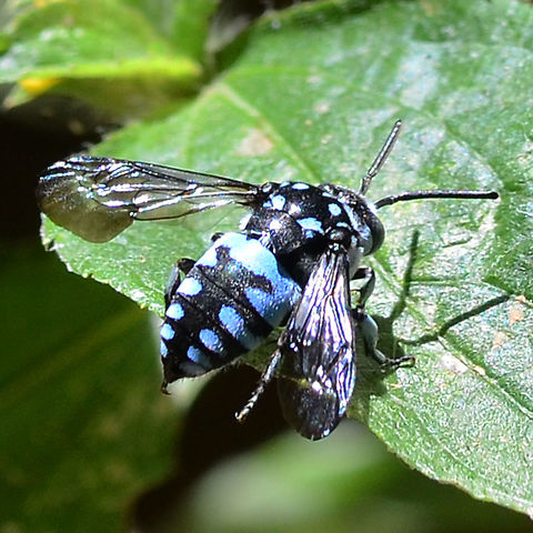 Thyreus Nitidulus - Neon Cuckoo Bee As the name suggests, this bee prefers to unload its offspring in another bee&rsquo;s nest. The target is the blue banded bee, Amegilla species.

Location is Bandung, West Java, Indonesia. Alongside a stream and paddy fields.
http://www.jungledragon.com/image/38052/thyreus_nitidulus_-_neon_cuckoo_bee.html
http://www.jungledragon.com/image/38051/thyreus_nitidulus_-_neon_cuckoo_bee.html Bandung,Geotagged,Indonesia,Java,Thyreus nitidulus,West Java,Winter,bee,cuckoo bee,neon