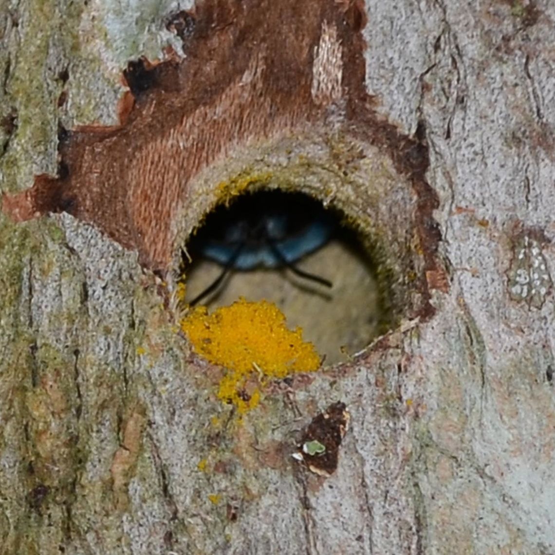 Xylocopa caerulea - Blue Carpenter Bee Location is Bandung, West Java, Indonesia. Alongside a stream and paddy fields.<br />
<figure class="photo"><a href="https://www.jungledragon.com/image/38073/xylocopa_caerulea_-_blue_carpenter_bee.html" title="Xylocopa caerulea - Blue Carpenter Bee"><img src="https://s3.amazonaws.com/media.jungledragon.com/images/2784/38073_thumb.jpg?AWSAccessKeyId=05GMT0V3GWVNE7GGM1R2&Expires=1769040010&Signature=EMS7pG18zuGp03lMjqNV42uo3Hs%3D" width="200" height="200" alt="Xylocopa caerulea - Blue Carpenter Bee When I started this bug thing a few years ago, one of the things that amazed me, was that bees could be blue. For me, this is the most impressive of the blue bees, its vivid color and sheer size.<br />
<br />
Rarely seen and photographic opportunities down to one a year if you are lucky, until you manage to locate the nesting hole of course, then you have daily images on tap. You have two choices; follow the bee or look for the signs.<br />
<br />
Following could take days or weeks, as you wait where you last saw the bee, and then follow a little further. But, if the bee strays into the bush or across the stream then you are done for.<br />
<br />
The signs are about knowledge and research. The bee drills its hole about 8 feet off the ground (observation). Look for a patch of sawdust at the base of the tree. Once you find the hole, if you see a pile of pollen at the entrance, then you know that the nest is in play.<br />
<br />
Take a pic of the hole and examine on your display. If I see the bee, I generally move on and come back later. If the hole is active with pollen, and no visible bee, then I wait. I split my time between watching the hole and scanning the sky. If you see the bee on approach, you have a better chance of a shot.<br />
<br />
However you do the hunt; wait for the bee to come out or wait for the return, you could be in for a long wait, so bring a chair.<br />
<br />
Location is Bandung, West Java, Indonesia. Alongside a stream and paddy fields.<br />
http://www.jungledragon.com/image/38072/xylocopa_caerulea_-_blue_carpenter_bee.html<br />
http://www.jungledragon.com/image/38074/xylocopa_caerulea_-_blue_carpenter_bee.html Bandung,Geotagged,Indonesia,Java,Summer,West Java,Xylocopa caerulea,bee,blue carpenter bee,carpenter bee" /></a></figure> Bandung,Fall,Geotagged,Indonesia,Java,West Java,Xylocopa caerulea,bee,blue carpenter bee,carpenter bee