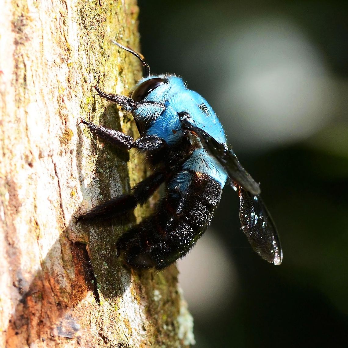 Xylocopa caerulea - Blue Carpenter Bee When I started this bug thing a few years ago, one of the things that amazed me, was that bees could be blue. For me, this is the most impressive of the blue bees, its vivid color and sheer size.<br />
<br />
Rarely seen and photographic opportunities down to one a year if you are lucky, until you manage to locate the nesting hole of course, then you have daily images on tap. You have two choices; follow the bee or look for the signs.<br />
<br />
Following could take days or weeks, as you wait where you last saw the bee, and then follow a little further. But, if the bee strays into the bush or across the stream then you are done for.<br />
<br />
The signs are about knowledge and research. The bee drills its hole about 8 feet off the ground (observation). Look for a patch of sawdust at the base of the tree. Once you find the hole, if you see a pile of pollen at the entrance, then you know that the nest is in play.<br />
<br />
Take a pic of the hole and examine on your display. If I see the bee, I generally move on and come back later. If the hole is active with pollen, and no visible bee, then I wait. I split my time between watching the hole and scanning the sky. If you see the bee on approach, you have a better chance of a shot.<br />
<br />
However you do the hunt; wait for the bee to come out or wait for the return, you could be in for a long wait, so bring a chair.<br />
<br />
Location is Bandung, West Java, Indonesia. Alongside a stream and paddy fields.<br />
<figure class="photo"><a href="https://www.jungledragon.com/image/38072/xylocopa_caerulea_-_blue_carpenter_bee.html" title="Xylocopa caerulea - Blue Carpenter Bee"><img src="https://s3.amazonaws.com/media.jungledragon.com/images/2784/38072_thumb.jpg?AWSAccessKeyId=05GMT0V3GWVNE7GGM1R2&Expires=1769040010&Signature=MsowLYFTD8giVEQUg%2Bwb7dUHsHM%3D" width="200" height="200" alt="Xylocopa caerulea - Blue Carpenter Bee Location is Bandung, West Java, Indonesia. Alongside a stream and paddy fields.<br />
http://www.jungledragon.com/image/38073/xylocopa_caerulea_-_blue_carpenter_bee.html Bandung,Fall,Geotagged,Indonesia,Java,West Java,Xylocopa caerulea,bee,blue carpenter bee,carpenter bee" /></a></figure><br />
<figure class="photo"><a href="https://www.jungledragon.com/image/38074/xylocopa_caerulea_-_blue_carpenter_bee.html" title="Xylocopa caerulea - Blue Carpenter Bee"><img src="https://s3.amazonaws.com/media.jungledragon.com/images/2784/38074_thumb.jpg?AWSAccessKeyId=05GMT0V3GWVNE7GGM1R2&Expires=1769040010&Signature=Sev7jf0PINRd0UKd%2FzfqJ0fTQVk%3D" width="200" height="200" alt="Xylocopa caerulea - Blue Carpenter Bee Location is Bandung, West Java, Indonesia. Alongside a stream and paddy fields.<br />
http://www.jungledragon.com/image/38073/xylocopa_caerulea_-_blue_carpenter_bee.html Bandung,Geotagged,Indonesia,Java,Summer,West Java,Xylocopa caerulea,bee,blue carpenter bee,carpenter bee" /></a></figure> Bandung,Geotagged,Indonesia,Java,Summer,West Java,Xylocopa caerulea,bee,blue carpenter bee,carpenter bee