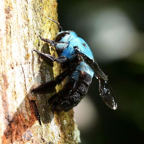 Xylocopa caerulea - Blue Carpenter Bee When I started this bug thing a few years ago, one of the things that amazed me, was that bees could be blue. For me, this is the most impressive of the blue bees, its vivid color and sheer size.

Rarely seen and photographic opportunities down to one a year if you are lucky, until you manage to locate the nesting hole of course, then you have daily images on tap. You have two choices; follow the bee or look for the signs.

Following could take days or weeks, as you wait where you last saw the bee, and then follow a little further. But, if the bee strays into the bush or across the stream then you are done for.

The signs are about knowledge and research. The bee drills its hole about 8 feet off the ground (observation). Look for a patch of sawdust at the base of the tree. Once you find the hole, if you see a pile of pollen at the entrance, then you know that the nest is in play.

Take a pic of the hole and examine on your display. If I see the bee, I generally move on and come back later. If the hole is active with pollen, and no visible bee, then I wait. I split my time between watching the hole and scanning the sky. If you see the bee on approach, you have a better chance of a shot.

However you do the hunt; wait for the bee to come out or wait for the return, you could be in for a long wait, so bring a chair.

Location is Bandung, West Java, Indonesia. Alongside a stream and paddy fields.
http://www.jungledragon.com/image/38072/xylocopa_caerulea_-_blue_carpenter_bee.html
http://www.jungledragon.com/image/38074/xylocopa_caerulea_-_blue_carpenter_bee.html Bandung,Geotagged,Indonesia,Java,Summer,West Java,Xylocopa caerulea,bee,blue carpenter bee,carpenter bee