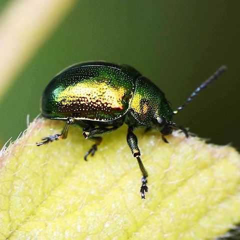 Chrysomelidae - West Java One of those insignificant little creatures that lights up when you take a closer look. You soon learn that bug beauty is everywhere, you just got to take a closer look.

Location is Bandung, West Java, Indonesia. Alongside a stream and paddy fields.
http://www.jungledragon.com/image/38076/beetle_mint_leaf_1146.html
http://www.jungledragon.com/image/38077/beetle_mint_leaf_1132.html Bandung,Chrysomelidae,Geotagged,Indonesia,Java,Spring,West Java,beetle