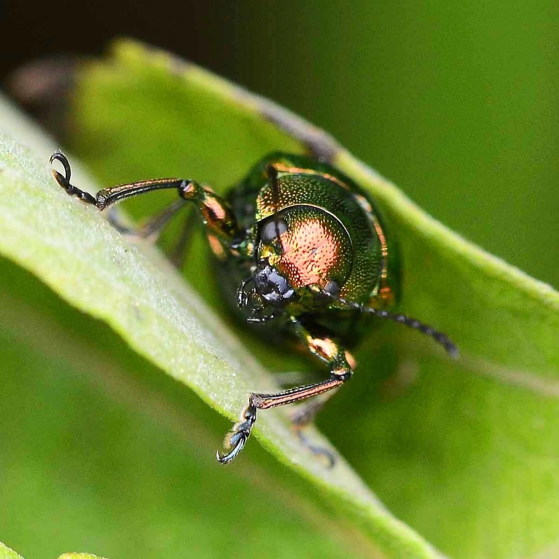 Chrysomelidae - West Java Location is Bandung, West Java, Indonesia. Alongside a stream and paddy fields.<br />
<figure class="photo"><a href="https://www.jungledragon.com/image/38075/chrysomelidae_-_west_java.html" title="Chrysomelidae - West Java"><img src="https://s3.amazonaws.com/media.jungledragon.com/images/2784/38075_thumb.jpg?AWSAccessKeyId=05GMT0V3GWVNE7GGM1R2&Expires=1759968010&Signature=MgTCDOUs8lo%2F8Igy32Jiszr%2BXsA%3D" width="200" height="200" alt="Chrysomelidae - West Java One of those insignificant little creatures that lights up when you take a closer look. You soon learn that bug beauty is everywhere, you just got to take a closer look.<br />
<br />
Location is Bandung, West Java, Indonesia. Alongside a stream and paddy fields.<br />
http://www.jungledragon.com/image/38076/beetle_mint_leaf_1146.html<br />
http://www.jungledragon.com/image/38077/beetle_mint_leaf_1132.html Bandung,Chrysomelidae,Geotagged,Indonesia,Java,Spring,West Java,beetle" /></a></figure> Bandung,Chrysomelidae,Geotagged,Indonesia,Java,Spring,West Java,beetle