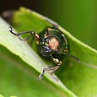 Chrysomelidae - West Java Location is Bandung, West Java, Indonesia. Alongside a stream and paddy fields.<br />
http://www.jungledragon.com/image/38075/beetle_mint_leaf_1143.html Bandung,Chrysomelidae,Geotagged,Indonesia,Java,Spring,West Java,beetle