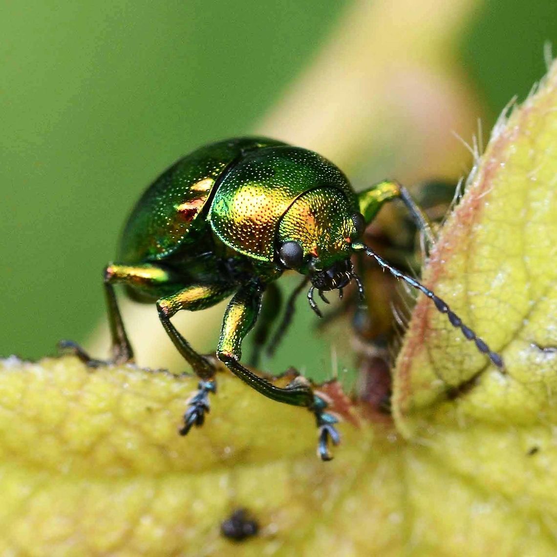 Chrysomelidae - West Java Location is Bandung, West Java, Indonesia. Alongside a stream and paddy fields.<br />
<figure class="photo"><a href="https://www.jungledragon.com/image/38075/chrysomelidae_-_west_java.html" title="Chrysomelidae - West Java"><img src="https://s3.amazonaws.com/media.jungledragon.com/images/2784/38075_thumb.jpg?AWSAccessKeyId=05GMT0V3GWVNE7GGM1R2&Expires=1759968010&Signature=MgTCDOUs8lo%2F8Igy32Jiszr%2BXsA%3D" width="200" height="200" alt="Chrysomelidae - West Java One of those insignificant little creatures that lights up when you take a closer look. You soon learn that bug beauty is everywhere, you just got to take a closer look.<br />
<br />
Location is Bandung, West Java, Indonesia. Alongside a stream and paddy fields.<br />
http://www.jungledragon.com/image/38076/beetle_mint_leaf_1146.html<br />
http://www.jungledragon.com/image/38077/beetle_mint_leaf_1132.html Bandung,Chrysomelidae,Geotagged,Indonesia,Java,Spring,West Java,beetle" /></a></figure> Bandung,Chrysomelidae,Geotagged,Indonesia,Java,Spring,West Java,beetle