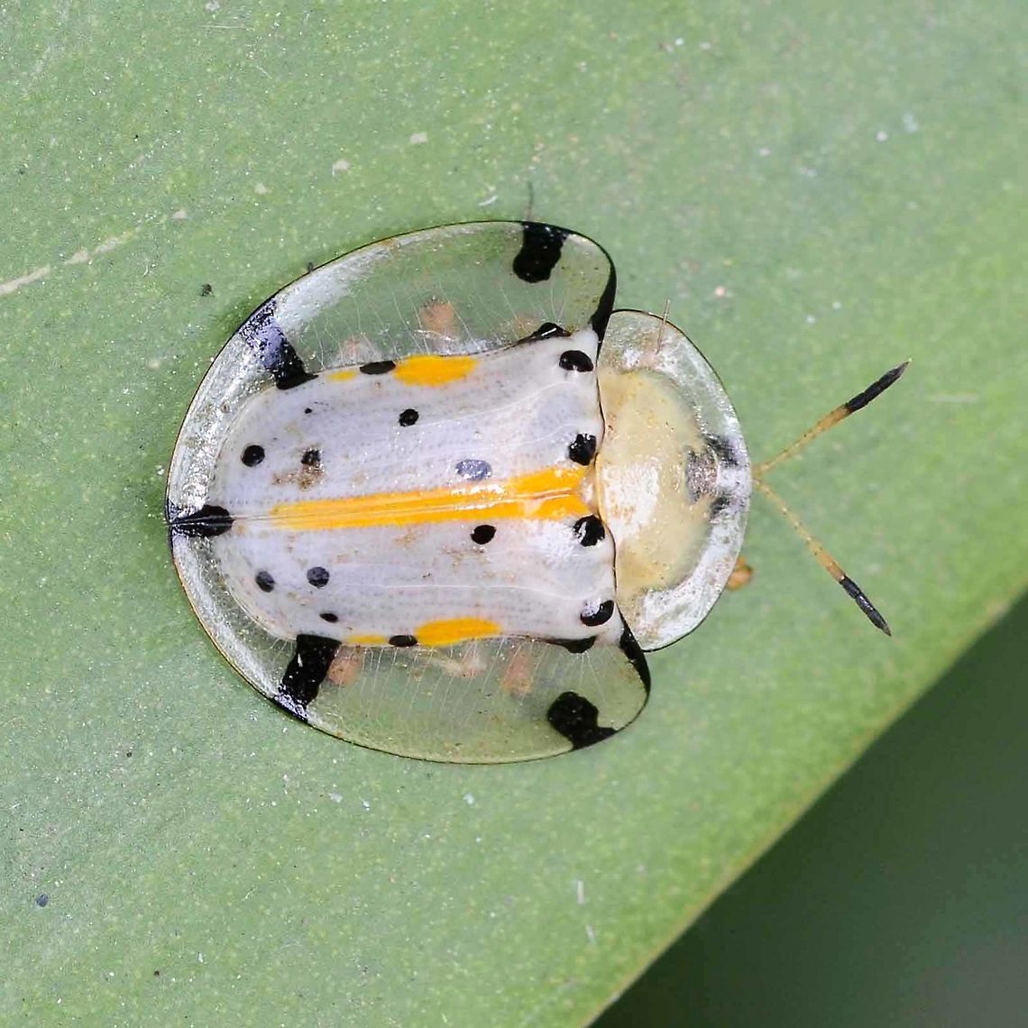 Aspidomorpha miliaris - Tortoise Beetle This is one of the strangest bugs that I have found, partially because I had never opened my eyes to bugs before, and such creatures went unnoticed.<br />
<br />
Location is Bandung, West Java, Indonesia. Alongside a stream and paddy fields.<br />
<figure class="photo"><a href="https://www.jungledragon.com/image/38079/aspidomorpha_miliaris_-_tortoise_beetle.html" title="Aspidomorpha miliaris - Tortoise Beetle"><img src="https://s3.amazonaws.com/media.jungledragon.com/images/2784/38079_thumb.JPG?AWSAccessKeyId=05GMT0V3GWVNE7GGM1R2&Expires=1759968010&Signature=lMmbjQwPQApBc4T%2Bn2fS4yQVYsE%3D" width="200" height="200" alt="Aspidomorpha miliaris - Tortoise Beetle Location is Bandung, West Java, Indonesia. Alongside a stream and paddy fields.<br />
http://www.jungledragon.com/image/38078/tortoise_beetle_2717.html Aspidimorpha miliaris,Aspidomorpha,Bandung,Geotagged,Indonesia,Java,Tortoise Beetle,West Java,Winter,beetle" /></a></figure> Aspidimorpha miliaris,Aspidomorpha,Bandung,Geotagged,Indonesia,Java,Tortoise Beetle,West Java,Winter,beetle