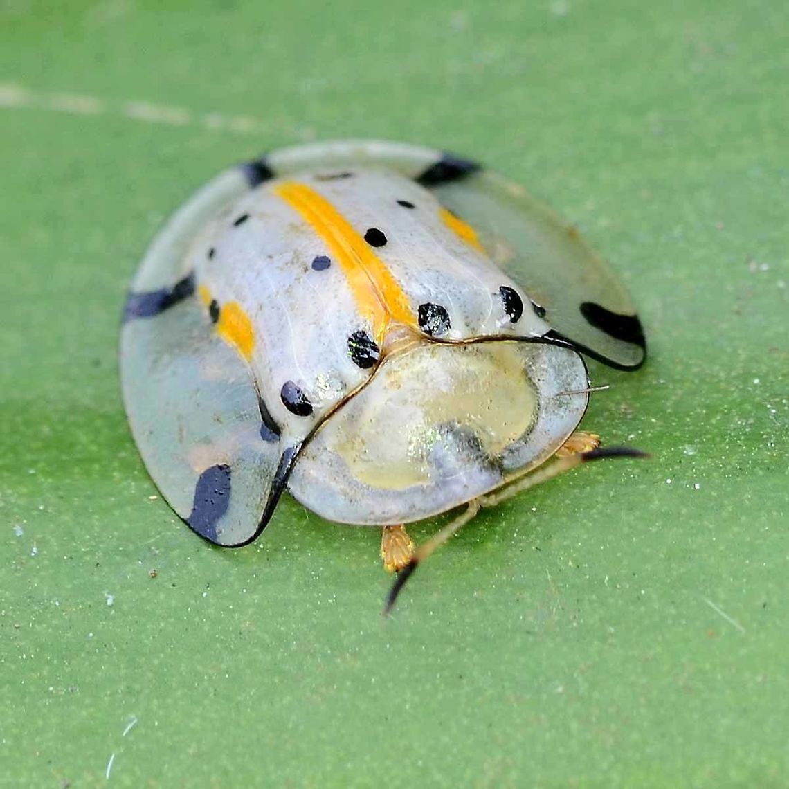 Aspidomorpha miliaris - Tortoise Beetle Location is Bandung, West Java, Indonesia. Alongside a stream and paddy fields.<br />
<figure class="photo"><a href="https://www.jungledragon.com/image/38078/aspidomorpha_miliaris_-_tortoise_beetle.html" title="Aspidomorpha miliaris - Tortoise Beetle"><img src="https://s3.amazonaws.com/media.jungledragon.com/images/2784/38078_thumb.JPG?AWSAccessKeyId=05GMT0V3GWVNE7GGM1R2&Expires=1759968010&Signature=3YIIg%2Fm%2B3EsjZfuWkUrg3Ys094c%3D" width="200" height="200" alt="Aspidomorpha miliaris - Tortoise Beetle This is one of the strangest bugs that I have found, partially because I had never opened my eyes to bugs before, and such creatures went unnoticed.<br />
<br />
Location is Bandung, West Java, Indonesia. Alongside a stream and paddy fields.<br />
http://www.jungledragon.com/image/38079/aspidomorpha_miliaris_-_tortoise_beetle.html Aspidimorpha miliaris,Aspidomorpha,Bandung,Geotagged,Indonesia,Java,Tortoise Beetle,West Java,Winter,beetle" /></a></figure> Aspidimorpha miliaris,Aspidomorpha,Bandung,Geotagged,Indonesia,Java,Tortoise Beetle,West Java,Winter,beetle
