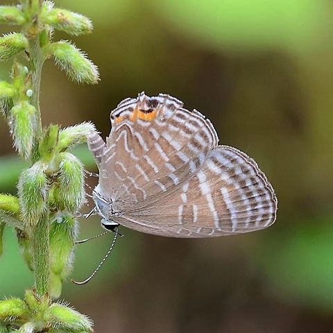 Jamides celeno ruvana - Common Caerulean This hairstreak is a good example of the defence mechanism; the false antennae that can actually move, combined with the false eye. These features cause the prey to attack the wrong end of the butterfly, leaving it somewhat disfigured, but still able to fully function.

Identification is a problem, my initial assessment of alecto, on closer examination was incorrect. There are several species of Jamides, and as you examine the pattern of stripes from one to the other, you can almost see how the stripes have shifted during the evolutionary process as the populations became separated.

However, none of the species match the above specimen, but malaccanus was the closest. This is reasonable, as during recent ice ages, the sea level would have dropped and land bridges formed between Malaysia through Borneo and down to Java, this possibly occurred as recently as 25,000 - 15,000 years ago, time enough for minor modifications.

The celeno photographed in  Taman Negara, Malaysia is a close match for the rear wing, but the front wing has differences. Malaccanus is so close to the celeno, almost an exact match for the front wing, but notable differences on the rear wing. It beggars belief that malaccus should be assigned a different genus.

There are several celeno photographed in India that are extremely close to my specimen, all with very slight variations;
http://www.projectnoah.org/spottings/15608255

There is a sub species; Jamides celeno sundara, which from the name would indicate a Javanese species, but unfortunately, there are no images published.

For all the above evidence, I am submitting as a sub species of celeno.

Location is Bandung, West Java, Indonesia. Alongside a stream and paddy fields.

Edit - Massive thanks to WildFlower for going the extra mile, and finding the EXACT ID for this elusive butterfly. This sub-species is native to Indonesia; Jamides celeno ruvana - Common Caerulean. Bandung,Common Cerulean,Geotagged,Indonesia,Jamides,Java,Summer,West Java,butterfly,hairstreak
