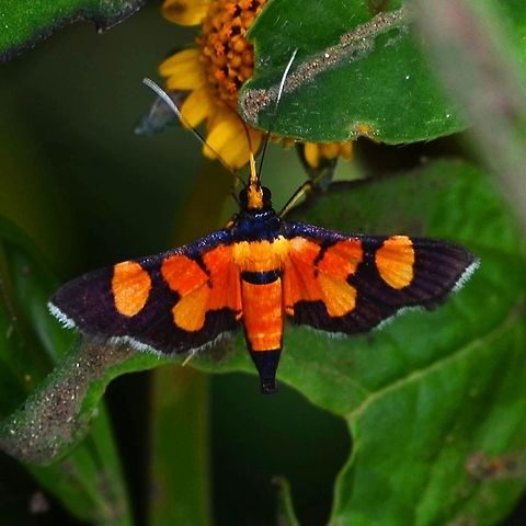 Aethaloessa calidalis - grass moth Vivid colored moth. I only saw this once.

Location is Bandung, West Java, Indonesia. Alongside a stream and paddy fields. Aethaloessa calidalis,Bandung,Fall,Geotagged,Indonesia,Java,Moth Week 2018,West Java,grass moth,moth