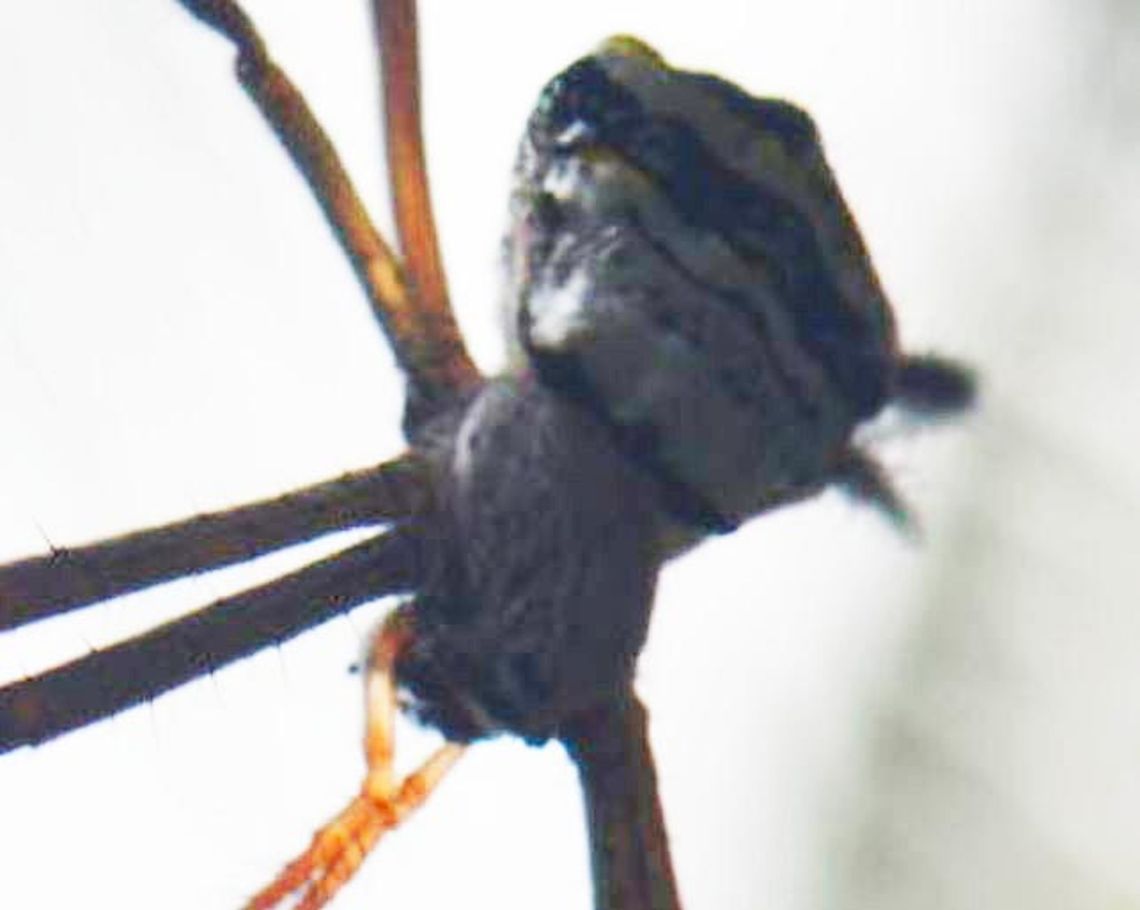 Argiope sp. Image for Sivarathan Sivarajah.<br />
<figure class="photo"><a href="https://www.jungledragon.com/image/35260/spider_.html" title="Spider (சிலந்தி)"><img src="https://s3.amazonaws.com/media.jungledragon.com/images/2702/35260_thumb.JPG?AWSAccessKeyId=05GMT0V3GWVNE7GGM1R2&Expires=1770854410&Signature=ODSb8rSyG%2Fjo%2BqjiT2Q%2Bm8JURXQ%3D" width="200" height="134" alt="Spider (சிலந்தி) Found it on Delft island , Srilanka Delft,Geotagged,Sri Lanka,Winter,spider" /></a></figure><br />
<br />
<br />
To be deleted later.