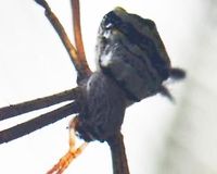 Argiope sp. Image for Sivarathan Sivarajah.<br />
http://www.jungledragon.com/image/35260/spider_.html<br />
<br />
<br />
To be deleted later.