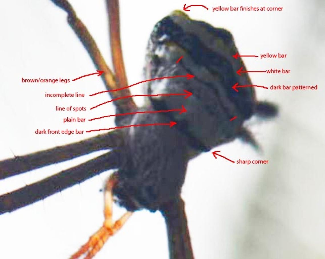 Argiope sp. Image for Sivarathan Sivarajah, marked up with identifiers.<br />
<figure class="photo"><a href="https://www.jungledragon.com/image/35260/spider_.html" title="Spider (சிலந்தி)"><img src="https://s3.amazonaws.com/media.jungledragon.com/images/2702/35260_thumb.JPG?AWSAccessKeyId=05GMT0V3GWVNE7GGM1R2&Expires=1770854410&Signature=ODSb8rSyG%2Fjo%2BqjiT2Q%2Bm8JURXQ%3D" width="200" height="134" alt="Spider (சிலந்தி) Found it on Delft island , Srilanka Delft,Geotagged,Sri Lanka,Winter,spider" /></a></figure><br />
<br />
To be deleted later.