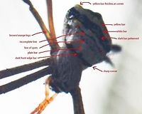 Argiope sp. Image for Sivarathan Sivarajah, marked up with identifiers.<br />
http://www.jungledragon.com/image/35260/spider_.html<br />
<br />
To be deleted later.