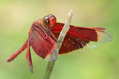 Neurothemis fluctuans - Red Grasshawk A common dragon at my location, and as you can see, as I show off my dragon whisperer skills, fairly approachable.

Location is Bandung, West Java, Indonesia. Alongside a stream and paddy fields.
http://www.jungledragon.com/image/38111/fluctuans_6735.html
http://www.jungledragon.com/image/38112/fluctuans_0627.html Bandung,Geotagged,Indonesia,Java,Neurothemis fluctuans,Red Grasshawk,Spring,West Java,dragon,dragonfly