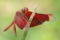 Neurothemis fluctuans - Red Grasshawk A common dragon at my location, and as you can see, as I show off my dragon whisperer skills, fairly approachable.<br />
<br />
Location is Bandung, West Java, Indonesia. Alongside a stream and paddy fields.<br />
http://www.jungledragon.com/image/38111/fluctuans_6735.html<br />
http://www.jungledragon.com/image/38112/fluctuans_0627.html Bandung,Geotagged,Indonesia,Java,Neurothemis fluctuans,Red Grasshawk,Spring,West Java,dragon,dragonfly