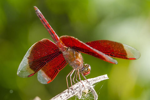 Neurothemis fluctuans - Red Grasshawk Location is Bandung, West Java, Indonesia. Alongside a stream and paddy fields.
http://www.jungledragon.com/image/38110/fluctuans_9236.html Bandung,Geotagged,Indonesia,Java,Neurothemis fluctuans,Red Grasshawk,Summer,West Java,dragon,dragonfly