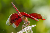 Neurothemis fluctuans - Red Grasshawk Location is Bandung, West Java, Indonesia. Alongside a stream and paddy fields.<br />
http://www.jungledragon.com/image/38110/fluctuans_9236.html Bandung,Geotagged,Indonesia,Java,Neurothemis fluctuans,Red Grasshawk,Summer,West Java,dragon,dragonfly