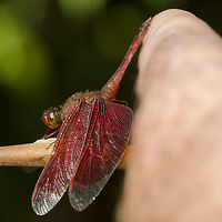 Neurothemis fluctuans - Red Grasshawk Location is Bandung, West Java, Indonesia. Alongside a stream and paddy fields.<br />
http://www.jungledragon.com/image/38110/fluctuans_9236.html Bandung,Fall,Geotagged,Indonesia,Java,Neurothemis fluctuans,Red Grasshawk,West Java,dragon,dragonfly