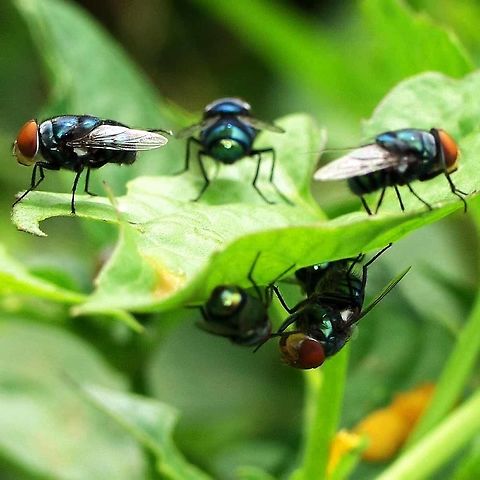 Chrysomya megacephala - Oriental Latrine Fly Not the most appealing of images, instilling memories of bad food, maggots and gastro enteritis. But still amazing to examine up close.

Location is Bandung, West Java, Indonesia. Alongside a stream and paddy fields.
http://www.jungledragon.com/image/38115/fly_2049.html Bandung,Chrysomya megacephala,Geotagged,Indonesia,Java,Spring,West Java,bottle,fly,oriental latrine