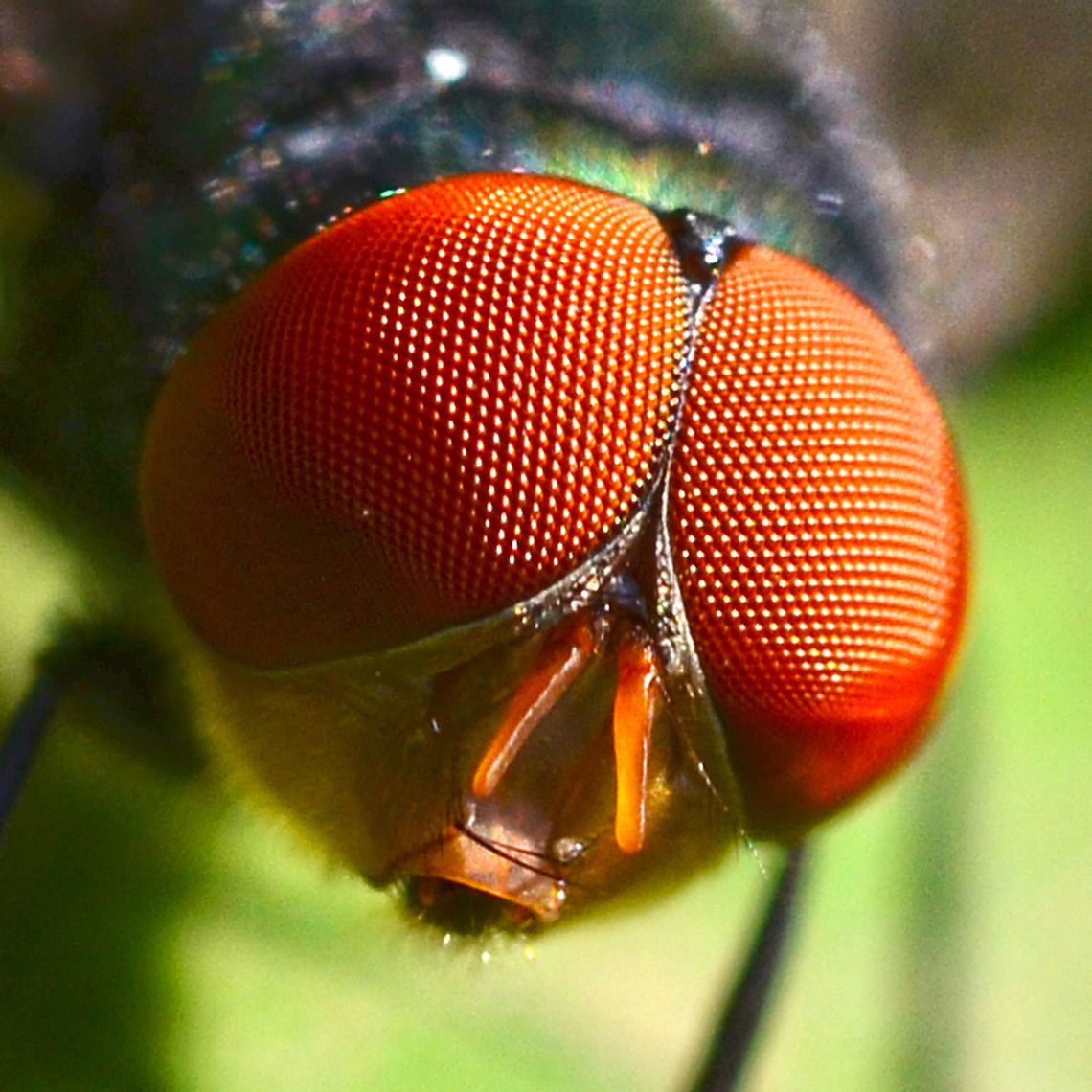 Chrysomya megacephala - Oriental Latrine Fly Location is Bandung, West Java, Indonesia. Alongside a stream and paddy fields.<br />
<figure class="photo"><a href="https://www.jungledragon.com/image/38114/chrysomya_megacephala_-_oriental_latrine_fly.html" title="Chrysomya megacephala - Oriental Latrine Fly"><img src="https://s3.amazonaws.com/media.jungledragon.com/images/2784/38114_thumb.jpg?AWSAccessKeyId=05GMT0V3GWVNE7GGM1R2&Expires=1767225610&Signature=s8ysVDsg4Ok%2Ba0t366JlmBvWbjQ%3D" width="200" height="200" alt="Chrysomya megacephala - Oriental Latrine Fly Not the most appealing of images, instilling memories of bad food, maggots and gastro enteritis. But still amazing to examine up close.<br />
<br />
Location is Bandung, West Java, Indonesia. Alongside a stream and paddy fields.<br />
http://www.jungledragon.com/image/38115/fly_2049.html Bandung,Chrysomya megacephala,Geotagged,Indonesia,Java,Spring,West Java,bottle,fly,oriental latrine" /></a></figure> Bandung,Chrysomya megacephala,Geotagged,Indonesia,Java,West Java,Winter,bottle,fly,oriental latrine