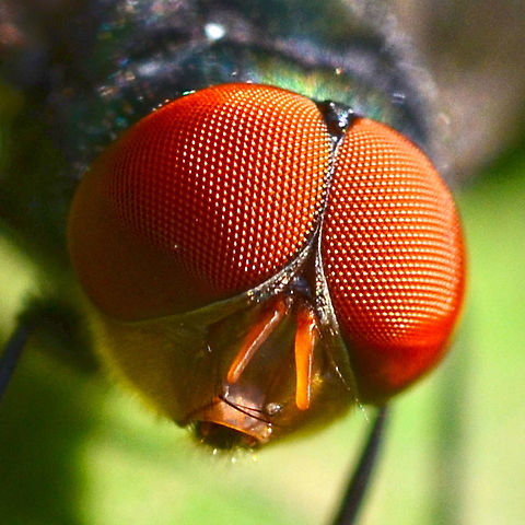 Chrysomya megacephala - Oriental Latrine Fly Location is Bandung, West Java, Indonesia. Alongside a stream and paddy fields.
http://www.jungledragon.com/image/38114/fly_955.html Bandung,Chrysomya megacephala,Geotagged,Indonesia,Java,West Java,Winter,bottle,fly,oriental latrine