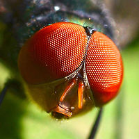 Chrysomya megacephala - Oriental Latrine Fly Location is Bandung, West Java, Indonesia. Alongside a stream and paddy fields.<br />
http://www.jungledragon.com/image/38114/fly_955.html Bandung,Chrysomya megacephala,Geotagged,Indonesia,Java,West Java,Winter,bottle,fly,oriental latrine