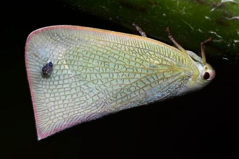 Fulgoromorpha sp. - plant hopper I thought it was a moth, until I got it uploaded and on screen.

Location is Bandung, West Java, Indonesia. Alongside a stream and paddy fields.
 Bandung,Fulgoromorpha,Geotagged,Indonesia,Java,Summer,West Java,plant hopper