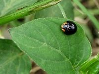 Curinus coeruleus - Metallic Blue Lady Beetle Another eerie &lsquo;Darth Vader&rsquo; looking bug. It is always interesting how evolution works. The bright orange eyes and nose, give the bug a mouse look, yet the bug is way too small to imitate a mouse dimensions. But, I have seen caterpillars and butterflies imitating snakes. This works because the predatory bird only recognizes the hostile shape, NOT the size, so I have read.<br />
<br />
Location is Bandung, West Java, Indonesia. Alongside a stream and paddy fields.<br />
http://www.jungledragon.com/image/38122/lady_002.html Bandung,Curinus coeruleus,Geotagged,Indonesia,Java,Metallic Blue Lady Beetle,Spring,West Java,beetle,ladybird,ladybug,metallic blue