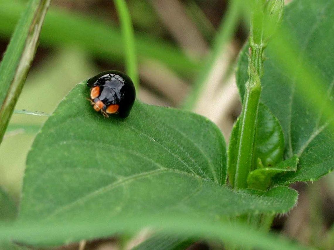 Curinus coeruleus - Metallic Blue Lady Beetle Location is Bandung, West Java, Indonesia. Alongside a stream and paddy fields.<br />
<figure class="photo"><a href="https://www.jungledragon.com/image/38121/curinus_coeruleus_-_metallic_blue_lady_beetle.html" title="Curinus coeruleus - Metallic Blue Lady Beetle"><img src="https://s3.amazonaws.com/media.jungledragon.com/images/2784/38121_thumb.JPG?AWSAccessKeyId=05GMT0V3GWVNE7GGM1R2&Expires=1759968010&Signature=ELwdfhHdMKlN1SpLvr7x%2BwFC2JY%3D" width="200" height="150" alt="Curinus coeruleus - Metallic Blue Lady Beetle Another eerie &lsquo;Darth Vader&rsquo; looking bug. It is always interesting how evolution works. The bright orange eyes and nose, give the bug a mouse look, yet the bug is way too small to imitate a mouse dimensions. But, I have seen caterpillars and butterflies imitating snakes. This works because the predatory bird only recognizes the hostile shape, NOT the size, so I have read.<br />
<br />
Location is Bandung, West Java, Indonesia. Alongside a stream and paddy fields.<br />
http://www.jungledragon.com/image/38122/lady_002.html Bandung,Curinus coeruleus,Geotagged,Indonesia,Java,Metallic Blue Lady Beetle,Spring,West Java,beetle,ladybird,ladybug,metallic blue" /></a></figure> Bandung,Curinus coeruleus,Geotagged,Indonesia,Java,Metallic Blue Lady Beetle,Spring,West Java,beetle,ladybird,ladybug,metallic blue