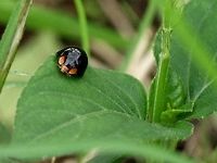 Curinus coeruleus - Metallic Blue Lady Beetle Location is Bandung, West Java, Indonesia. Alongside a stream and paddy fields.<br />
http://www.jungledragon.com/image/38121/lady_998.html Bandung,Curinus coeruleus,Geotagged,Indonesia,Java,Metallic Blue Lady Beetle,Spring,West Java,beetle,ladybird,ladybug,metallic blue